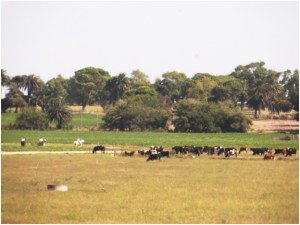 Dairy cows on estancia near Montevideo, Uruguay