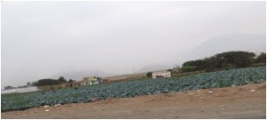 Farming near Salaverry, Peru
