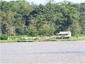 Gaucho with cattle in corral along Amazon River near Parintin, Brazil