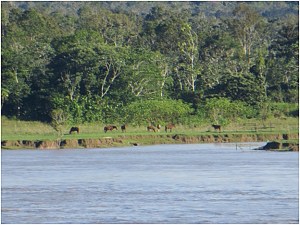 Horses along the Amazon River near Parintin, Brazil
