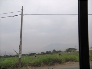Milk cows near Salaverry, Peru