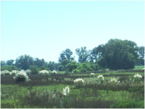Pampas northwest of Buenos Aires, Argentina with native Pampas grass and the trees were all planted