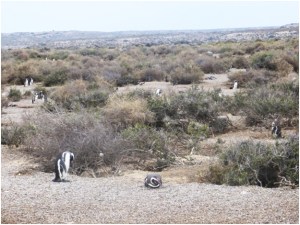 Penguins on sheep estancia on Valdez Peninsula near Puerto Madryn, Argentina