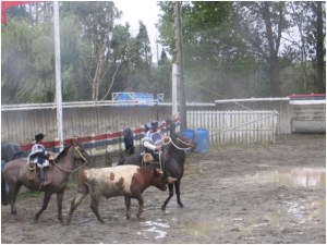 Ranch rodeo at cattle rancho near Puerto Montt, Chile