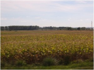 Sorghum near Montevideo, Uruguay