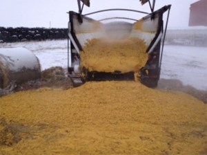 What my cows are eating this spring since the grass is late and hay is scarce