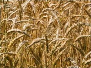 wheat2
