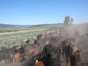 We moved cow/calf pairs, some yearlings and bulls on a beautiful July day. 