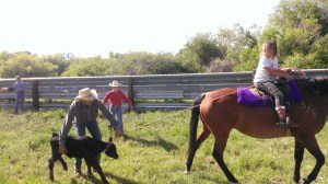 The kids learning how to rope, wrestle, vaccinate and brand the milk cow’s calves